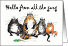 Hello from all the gang, four crazy cats.humor, funny. card