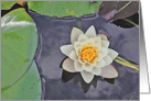 Happy Anniversary,for wife,White waterlily and lily pads. card