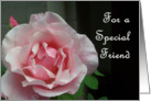 Pink rose for special friend. card