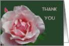 Thank you, pink full blown rose and bud, with green leaf. card