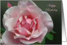 Happy Birthday,Pink Full Blown Rose and Bud with Green Leaf card