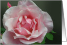 Pink Full Blown Rose and Bud with Green Leaf card