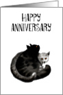 Happy Anniversary, two fluffy cats card