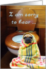 Sorry to hear you are not well, pug in blanket by toilet.get well soon card