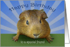 Happy Birthday for special friend Guinea Pig card