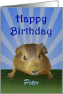 Happy Birthday, guinea pig, custom card