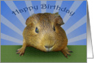 Happy Birthday, guinea pig, card