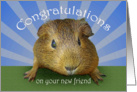 Congratulations, owning guinea pig,new friend. card