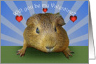 Guinea pig, Will you be my Valentine? card