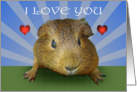 from Guinea pig, I love you.from pet, Happy Valentine’s day card