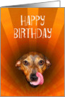 Happy birthday, licking dog.humor card
