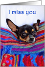 I miss you,Chihuahua dog, humor, card