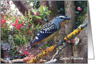 Spotted Pardelote, Australian bird. card