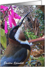 Eastern Spinebill Australian honeyeater. card