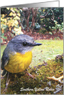 Southern yellow Robin card