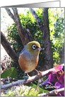 Silvereye bird in garden setting. card