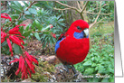 Crimson Rosella and red flowers. card