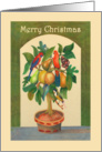 Merry Christmas,Parrot in a pear tree, parrots, fruit, honeyeater. card