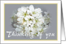 Thinking of you, white plum blossom. card