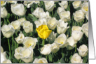 White tulips, one yellow. card