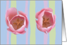 Two Pink tulips,on a background of pink, pale blue, and green stripes card