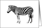 Zebra, card