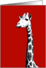 Black and white drawing of giraffe, card