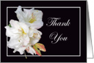 Thank you,sympathy, white Rhododendron. card