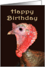 Happy Birthday, turkey gobbler. humor card