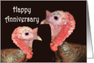 Happy Anniversary,Gay, two turkey gobblers. humor. card