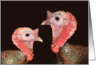two turkey gobblers. humor. card