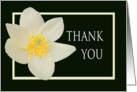 Thank you,for friendship, Magnolia Carpentaria. card