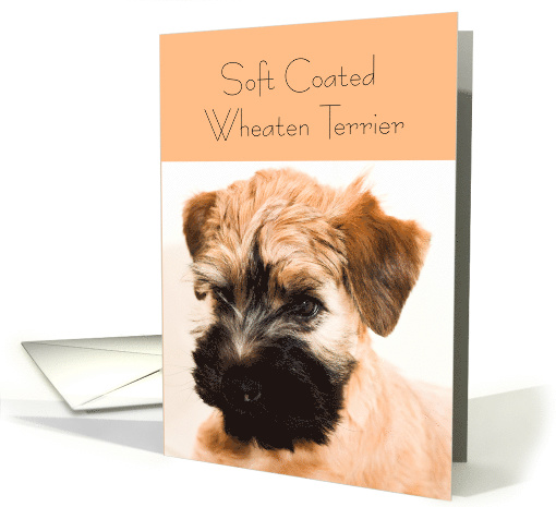 Soft coated wheaten terrier, blank card (1314984)