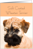 Soft coated wheaten terrier, blank card