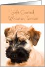 Soft coated wheaten terrier, blank card