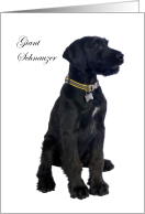 Giant Schnauzer, black dog, blank card. card