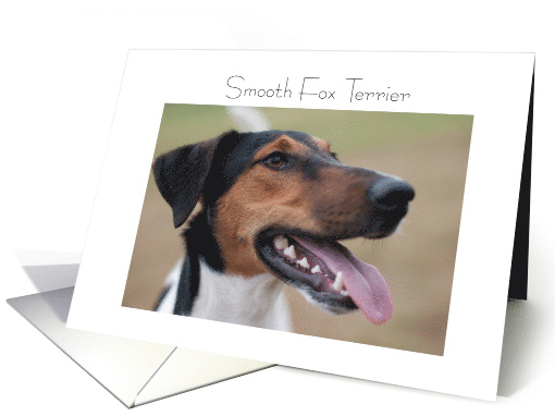 Smooth Fox Terrier, portrait,blank card (1320000)