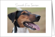 Smooth Fox Terrier, portrait,blank card