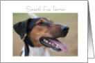 Smooth Fox Terrier, portrait,blank card