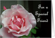 Pink rose for special friend. card