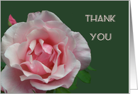 Thank you, pink full blown rose and bud, with green leaf. card
