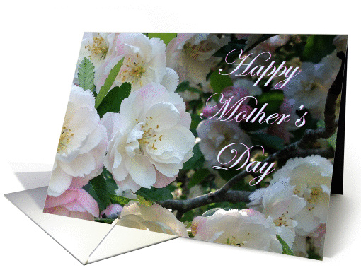 Happy Mother's day, pink Crab apple blossom card (1359112)