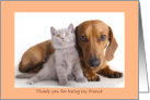 Thank you for friendship,tan dachshund and grey fluffy kitten.cat card
