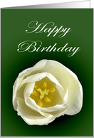 Happy Birthday white tulip on green background card