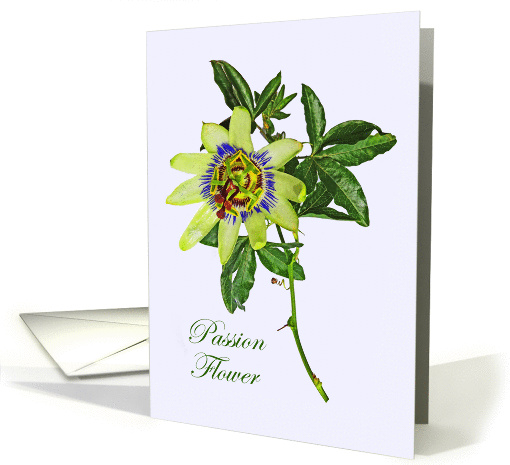 Passion flower, with green leaves. card (1409268)