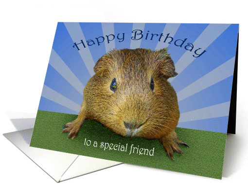 Happy Birthday for special friend Guinea Pig card (1416404)