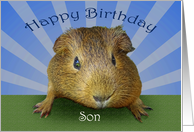 Happy Birthday, guinea pig, for son card