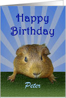 Happy Birthday, guinea pig, custom card