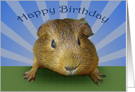 Happy Birthday, guinea pig, card