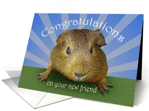 Congratulations, owning guinea pig,new friend. card (1417072)